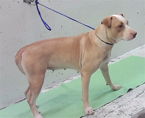 Photo of Estrella, adoptable Staffordshire Bull Terrier in Houston, Texas