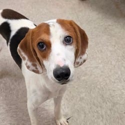 Photo of Miami, adoptable Beagle in Chatham, Virginia