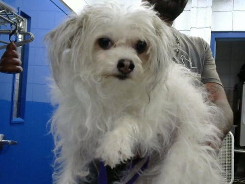 Photo of Whimsy, adoptable Papillon in Albuquerque, New Mexico