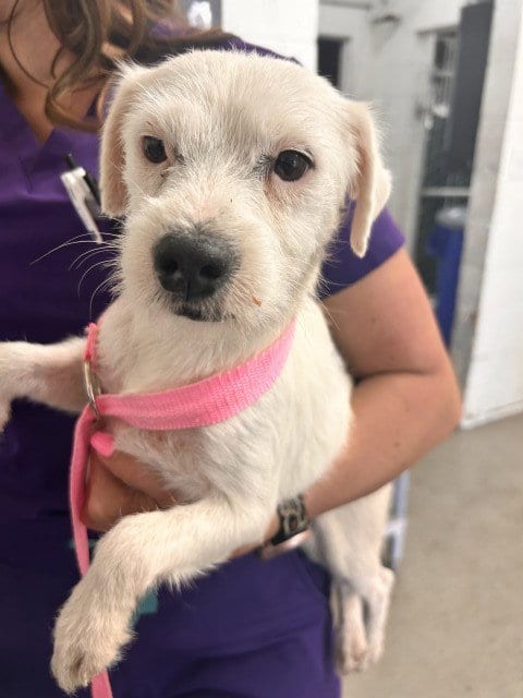 Photo of Ariel, adoptable Terrier in San Bernardino, California