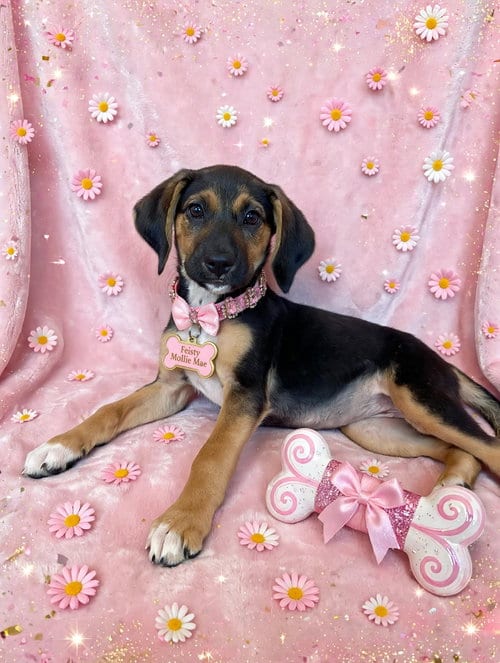 Photo of Feisty Mollie Mae, adoptable Hound in Newark, Delaware