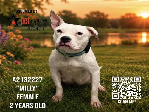 Photo of Milly, adoptable American Staffordshire Terrier in Los Angeles, California