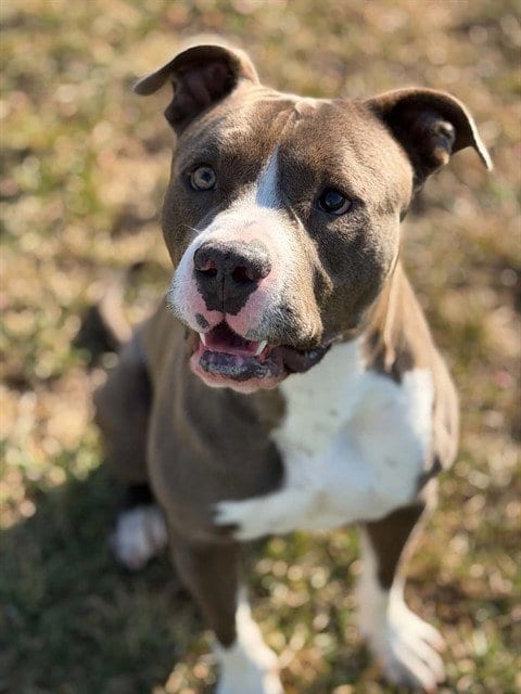 Photo of Crash, adoptable Pit Bull Terrier in Fairfield, California