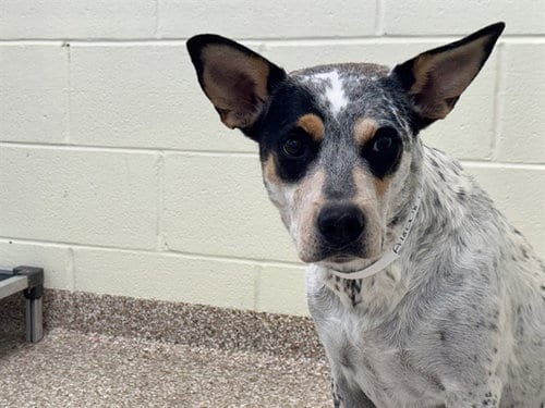 Photo of Geraldine, adoptable Australian Cattle Dog/Blue Heeler in Pueblo, Colorado
