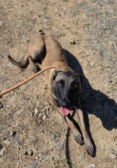 Photo of Kaya, adoptable Belgian Shepherd Malinois in Yreka, California
