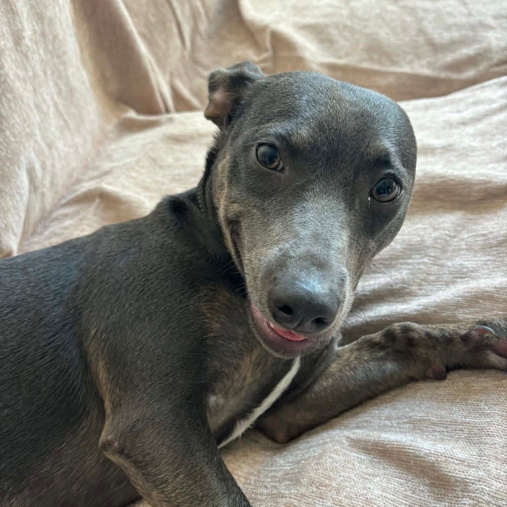 Photo of Zelda, adoptable Mixed Breed (Small) in Oceanside, California