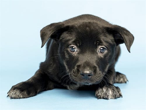 Photo of Jelli, adoptable American Pit Bull Terrier in Phoenix, Arizona