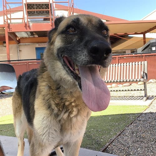 Photo of Cheyenne, adoptable German Shepherd Dog in Phoenix, Arizona