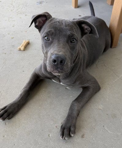 Photo of Zane, adoptable Staffordshire Bull Terrier in Bakersfield, California