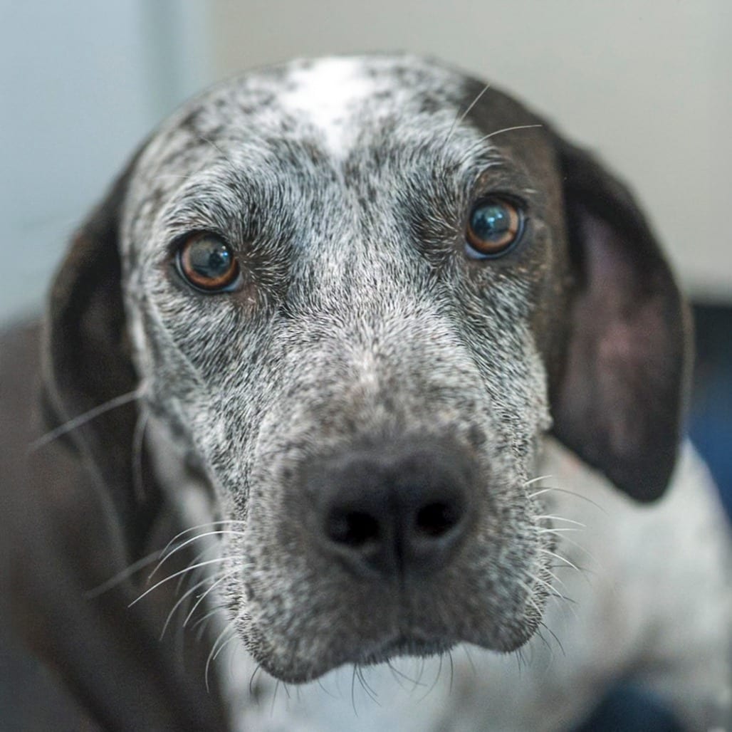 Photo of Gaia, adoptable American Blue Heeler / Mixed Breed (Medium) in Chapel Hill, North Carolina