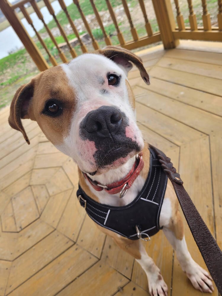 Photo of O'Bannon, adoptable Boxer in Linton, Indiana