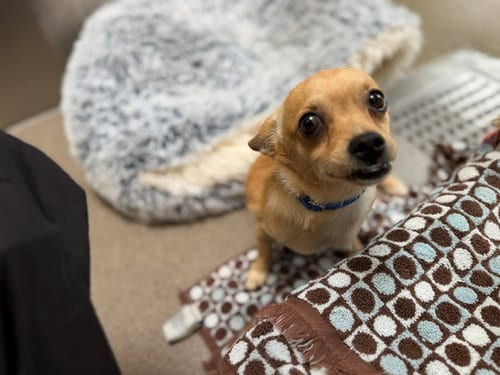 Photo of Tostido, adoptable Chihuahua in Denver, Colorado