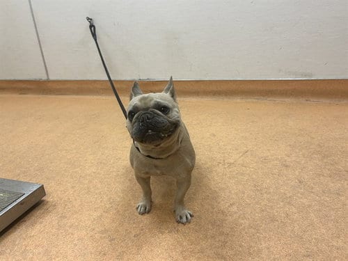 Photo of Puffer, adoptable French Bulldog in Martinez, California