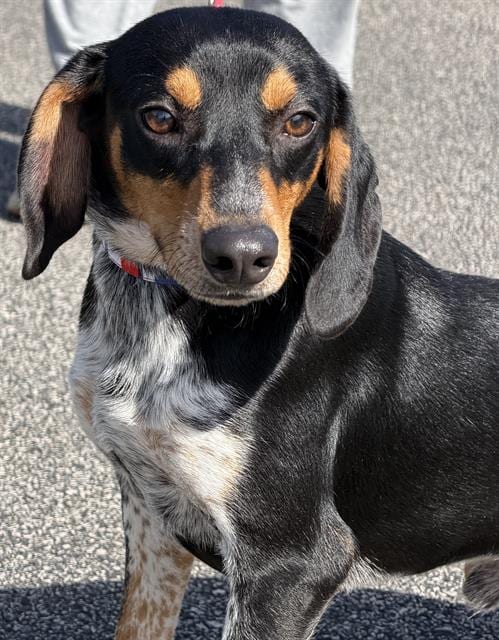Photo of Nutmeg, adoptable Beagle in Canfield, Ohio
