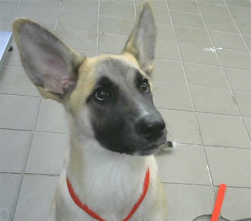 Photo of Magna, adoptable German Shepherd Dog in Albuquerque, New Mexico
