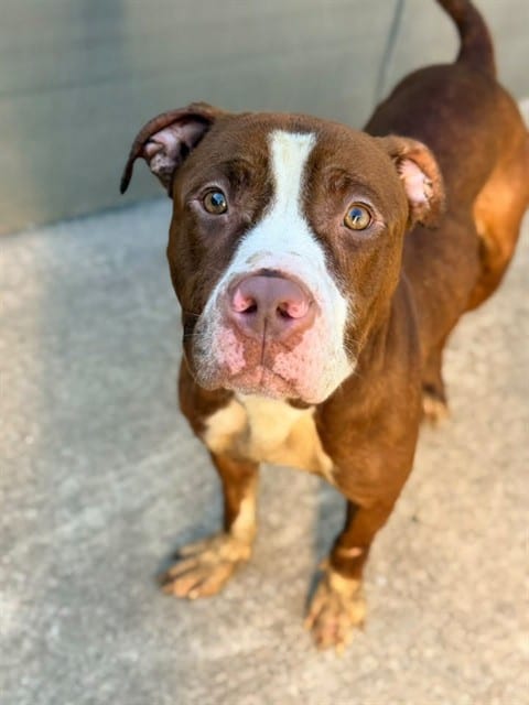 Photo of Ulissa, adoptable American Pit Bull Terrier in Chicago, Illinois