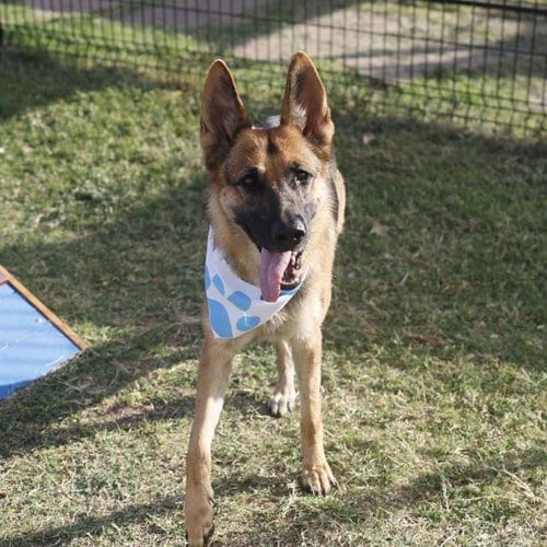 Photo of Hera, adoptable German Shepherd Dog in San Antonio, Texas
