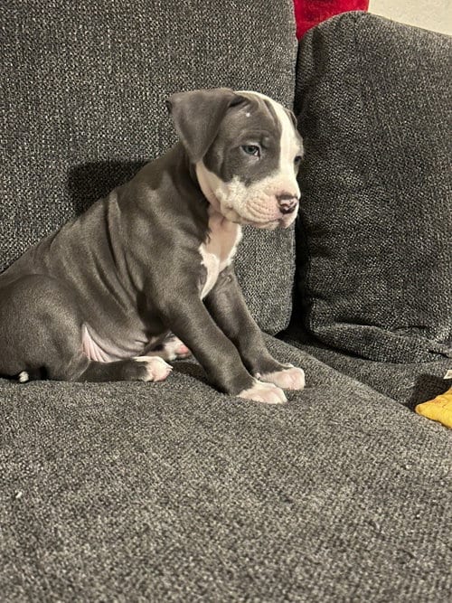 Photo of Pin Head, adoptable Pit Bull Terrier in Phoenix, Arizona