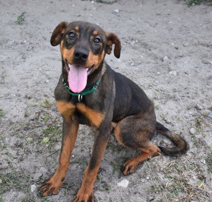 Photo of Squeak, adoptable Doberman Pinscher in Inverness, Florida