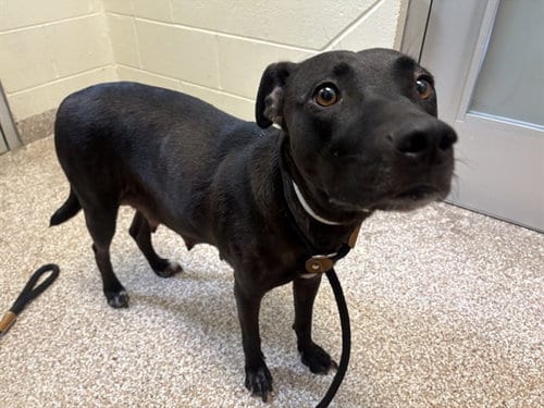 Photo of Princess, adoptable Pit Bull Terrier in Pueblo, Colorado