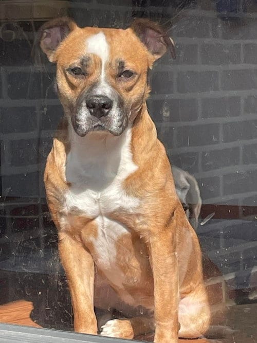 Photo of Cleo, adoptable Bulldog in Mt. Gilead, Ohio