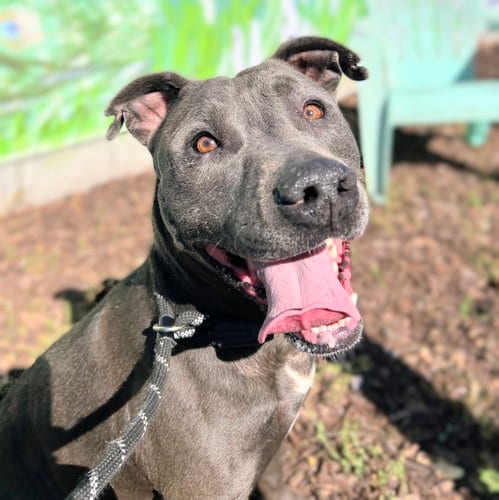 Photo of Orville, adoptable American Pit Bull Terrier in Oakland, California