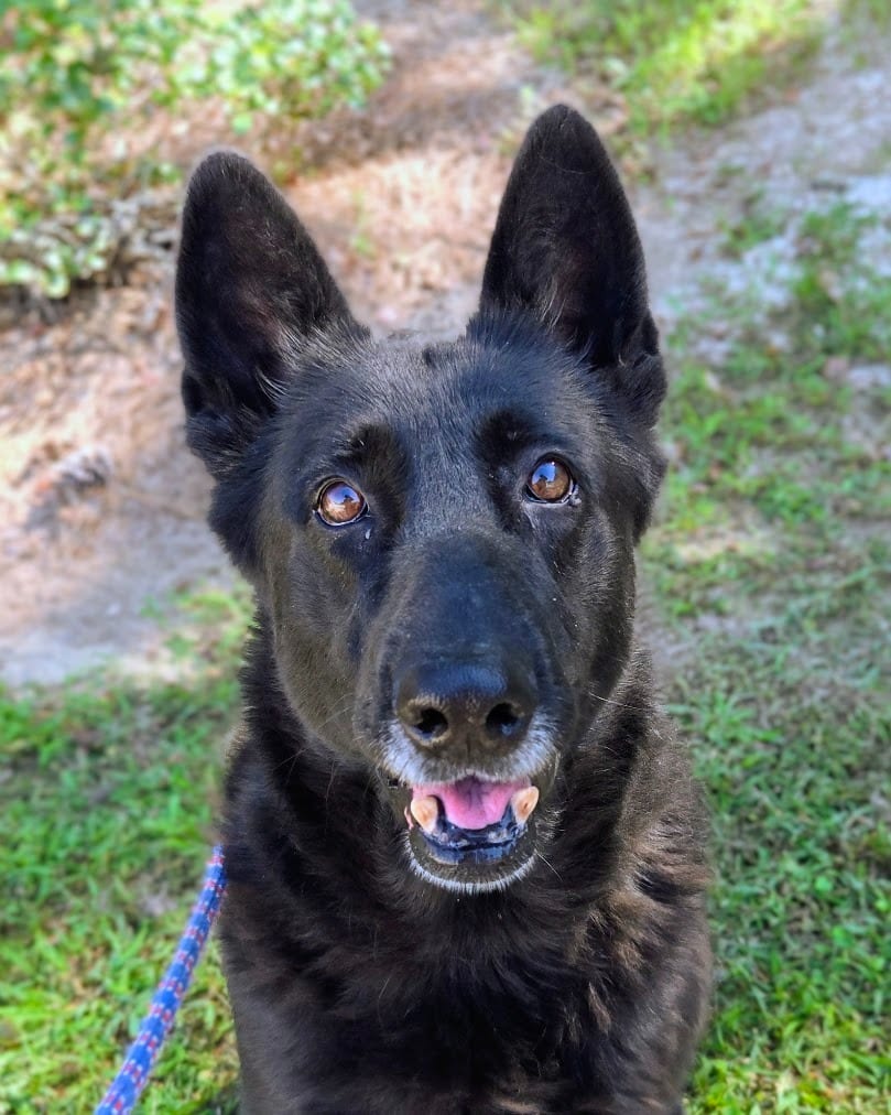 Photo of Franca, adoptable German Shepherd Dog in Douglasville, Georgia