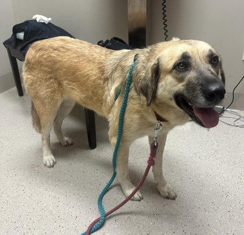 Photo of Sasha, adoptable Anatolian Shepherd in Whitewright, Texas