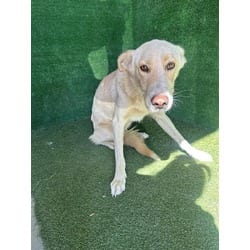 Photo of Lulu, adoptable Labrador Retriever German Shepherd Dog in Lancaster, California
