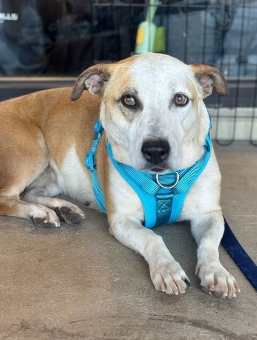Photo of Sabrina, adoptable Basset Hound in Phoenix, Arizona
