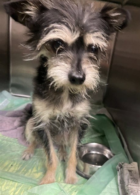 Photo of Fraggle, adoptable Yorkshire Terrier Yorkie in San Bernardino, California