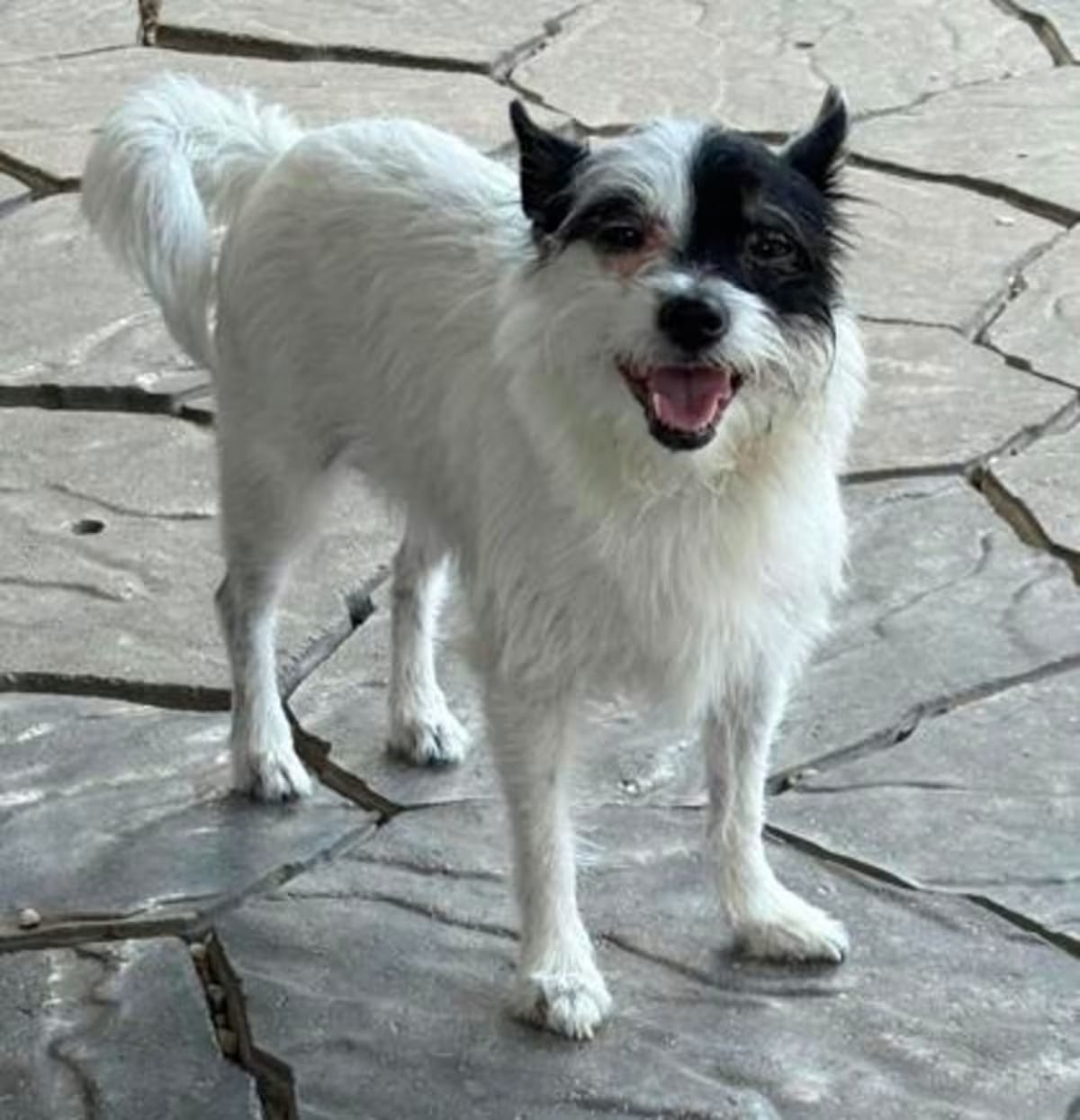 Photo of DeVille, adoptable Shih Tzu in New Orleans, Louisiana
