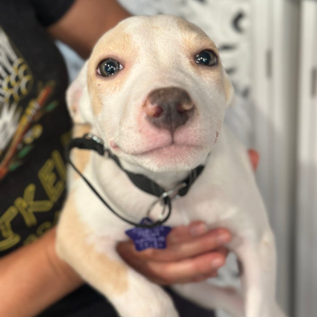 Photo of Twix, adoptable Mixed Breed (Medium) in San Francisco, California