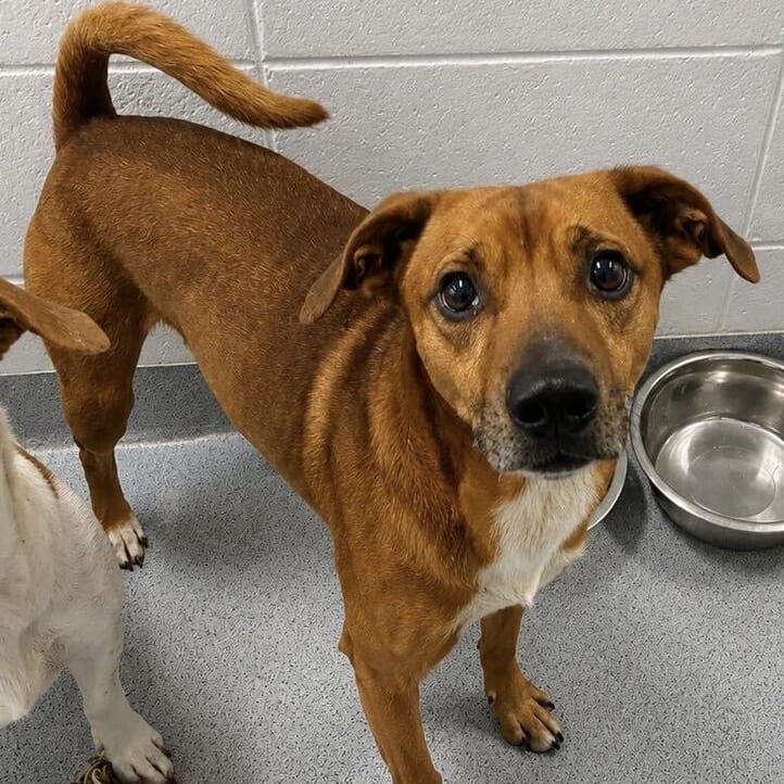 Photo of Clifford, adoptable Feist