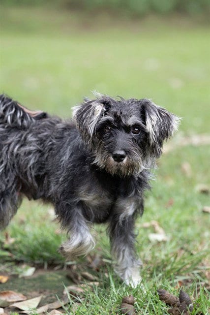 Photo of Marnie, adoptable Schnauzer in Belleville, Illinois