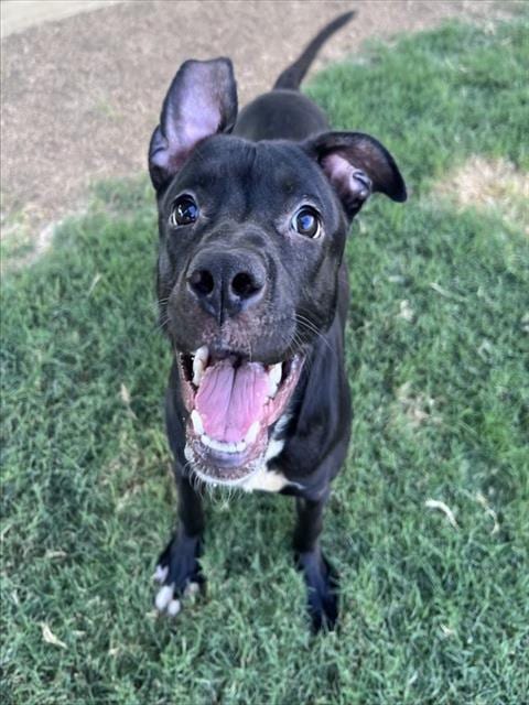 Photo of Ducky, adoptable Pit Bull Terrier in Plano, Texas
