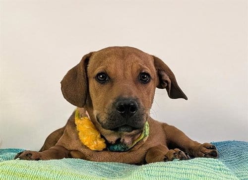 Photo of Clifford, adoptable Pit Bull Terrier in Thousand Palms, California