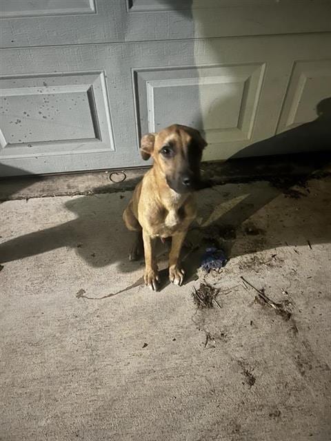 Photo of Rocky, adoptable American Staffordshire Terrier in San Antonio, Texas