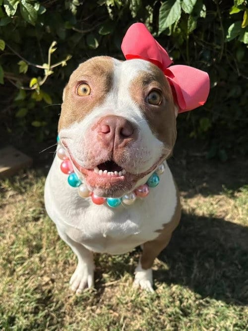 Photo of Ember, adoptable American Pit Bull Terrier in Redlands, California