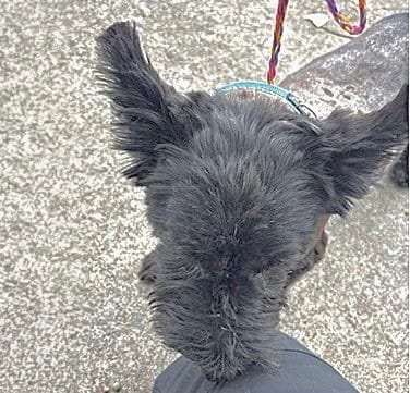 Photo of A662906, adoptable Scottish Terrier Scottie in Houston, Texas