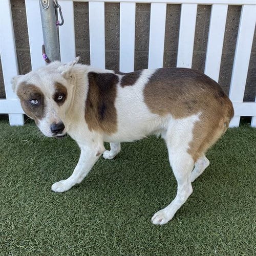 Photo of A614229, adoptable Australian Cattle Dog/Blue Heeler in Modesto, California