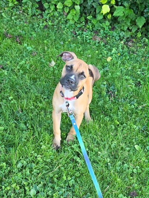 Photo of Betsy (NY-Emily), adoptable Boxer in SHERBURNE, New York
