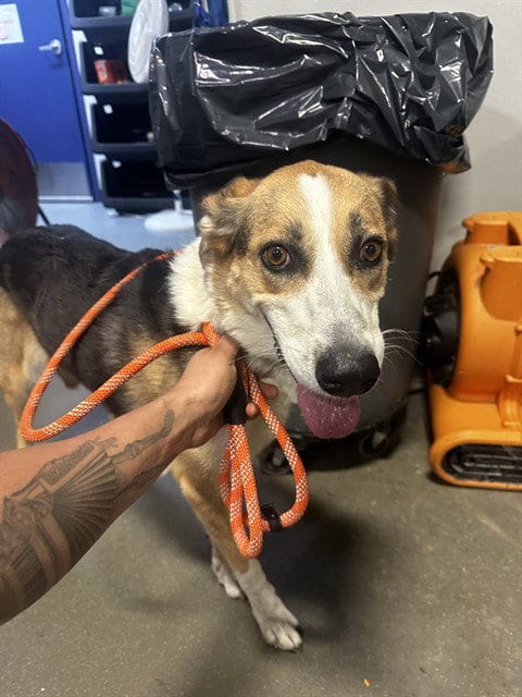 Photo of Rogue, adoptable Collie in Bakersfield, California