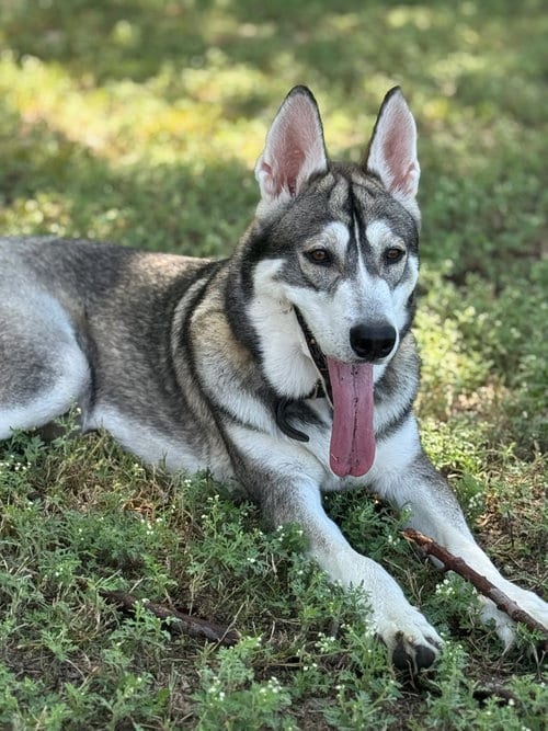 Photo of Robin, adoptable Husky in McKinney, Texas