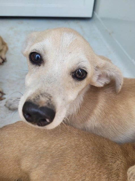 Photo of Wirt, adoptable Chihuahua in San Pedro, California