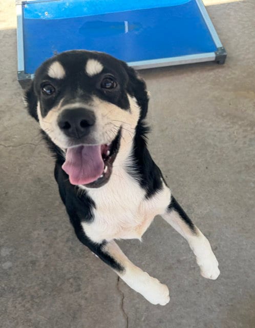 Photo of Nebula, adoptable German Shepherd Dog in Carrollton, Georgia