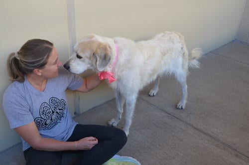Photo of Cookie, adoptable Great Pyrenees in McKinney, Texas