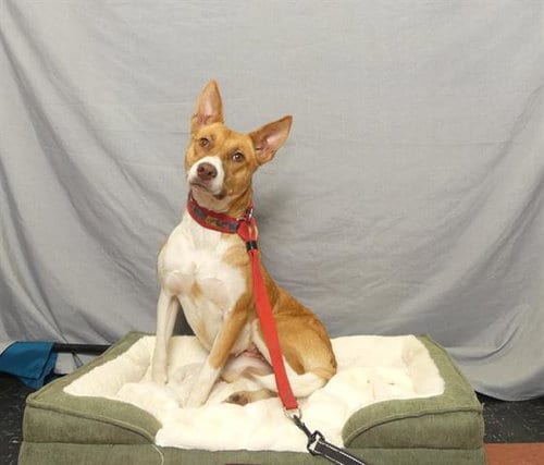 Photo of Penelope, adoptable Australian Cattle Dog/Blue Heeler in Ukiah, California