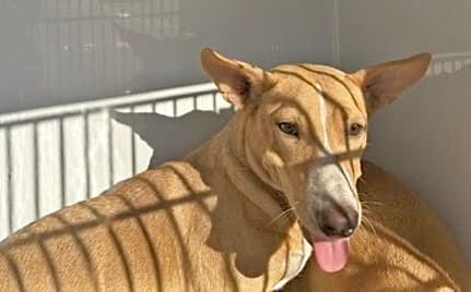 Photo of Wendy, adoptable Black Mouth Cur mix in Houston, Texas