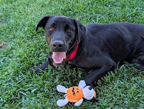 Photo of Avalon, adoptable Labrador Retriever in San Clemente, California